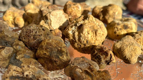 Fiera nazionale del tartufo - anno 2025